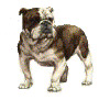 bulldog image
